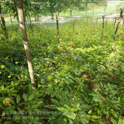 榆林定边野三七种子种苗 竹节参种子种苗哪里有 竹节参种植方法