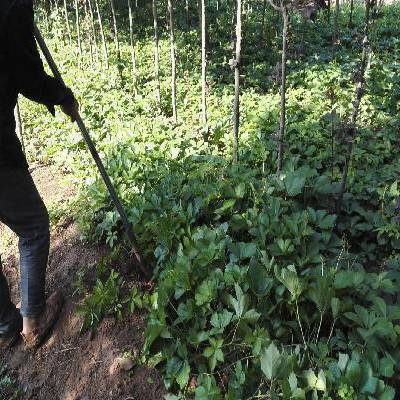 爬山虎每平数量 无理由退换货 爬山虎***价格