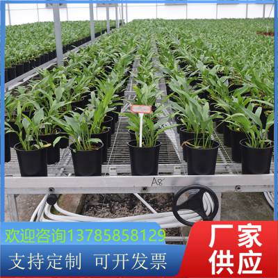 植物金属种植架 可左右移动30公分 自动苗床网 提供技术支持