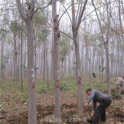 想致富栽栾树 江苏栾树基地出售***栾树苗 欢迎采购