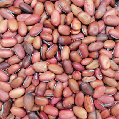 刀豆收购多少钱斤葛豆别名叫什么刀豆种子种植基地刀豆哪里能买到