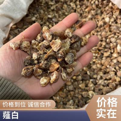 野蒜中药材 薤白一一公斤价格 今年新货小根蒜药材