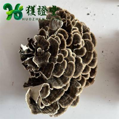 云芝选货 多孔菌科真菌云芝 中药材灵芝大全