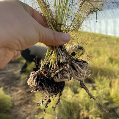 种植芦笋养金蝉实现地上地下双丰收，一次种植多年收获