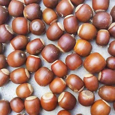 基地自采栓皮栎种子保鲜储存栓皮栎种子供应