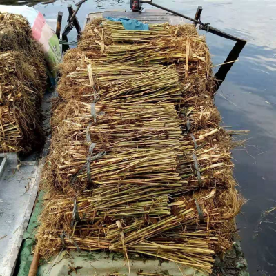 芦苇苗价格 芦苇苗种苗 芦苇苗4月上旬发芽