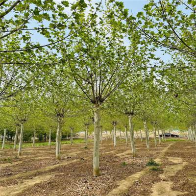 聊城18公分绿化法桐树 分枝点统一杆直冒圆植株健壮枝叶繁茂