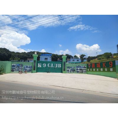 深圳宠物训练深圳训犬罗威纳犬训练免费接送