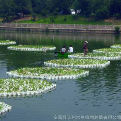 泡沫人工生态浮岛 不怕冰冻 抵抗紫外线 不易老化 无土栽植蔬菜