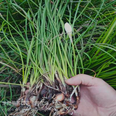 绿化葱兰种植报价预算，葱兰苗多少钱一个平方、种植方法参考