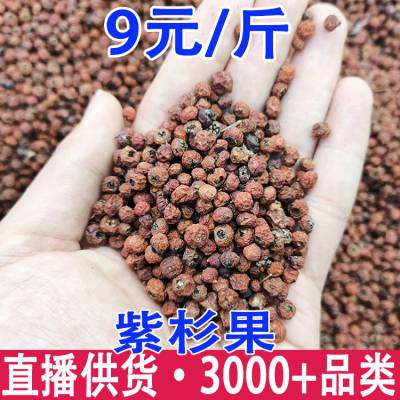 紫杉果 火棘果 红豆杉果 一件代发 量大从优