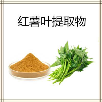 红薯叶提取物 红薯叶粉 红薯叶浓缩粉