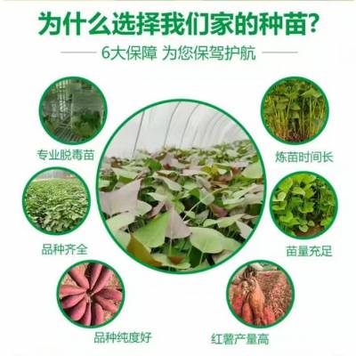 河北脱毒红薯苗基地供应高产西瓜红红薯苗