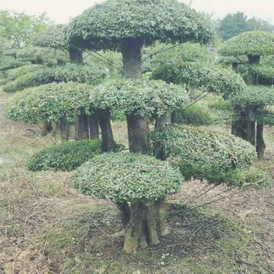 对节白蜡树报价-对节白蜡多少价钱-对节白蜡价格表