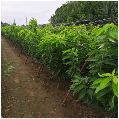 从田间到云端 三门峡陕州区以“三新”融合探索乡村振兴新路径(图1)