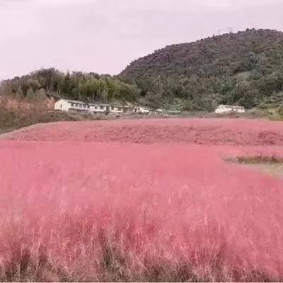 晓敏花卉粉黛乱子草批发,江苏销售粉黛乱子草厂家