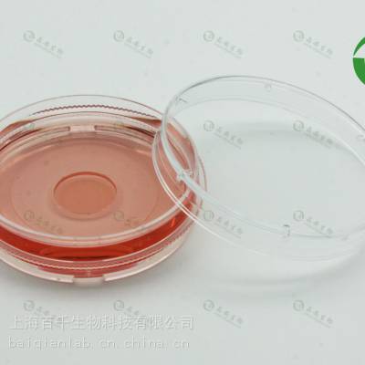 上海晶安35mm玻璃底共聚焦培养皿（荧光共聚焦20mm玻底小皿）
