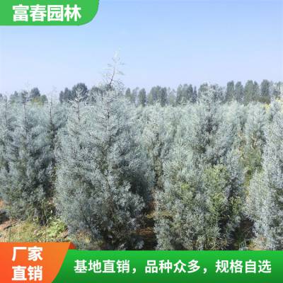 蓝冰柏种植基地 工程苗 绿化 苗 造景配植行道树