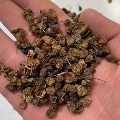 供应中药材龙葵子干品新货药材销售