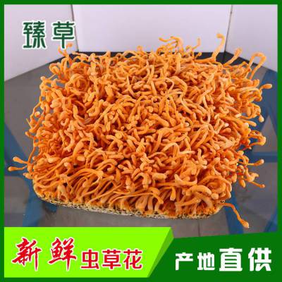 新鲜北虫草东北干货北虫草菌汤用北虫草北虫草批发批发