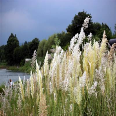 基地出售芦苇苗 园林水体观赏草 净化水质植物 池塘湿地绿化用苗