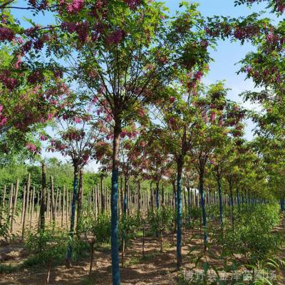 香花槐基地-共图发展-诚信经商