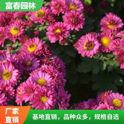 地被 菊 地 被菊苗 长势喜人 自产自销 基地种植 花坛花镜绿化苗