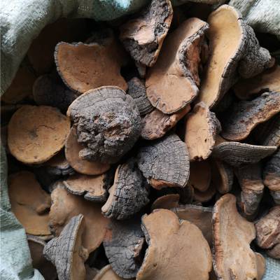 桑黄药用什么功效 桑黄菇哪里可以购买到多少钱一公斤