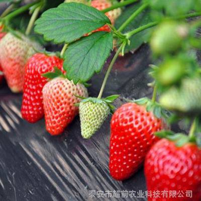 草莓苗哪里有 山东泰安超前农业基地 量大优惠