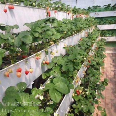 雄安供应草莓立体多层槽 立体水培槽高品质规范化生产