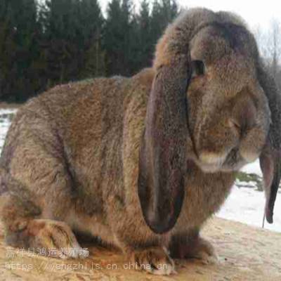 买公羊兔幼兔价格一对多少钱哪里有卖的能吃吗巨型兔子品种