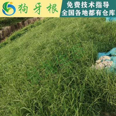 狗牙根草籽价格(狗牙根种植方法及时间)