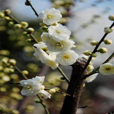 基地供应 绿萼梅 庭院地栽苗 榆叶梅小苗 榆叶梅树苗 绿化工程苗 园林布局色块苗 花园种植