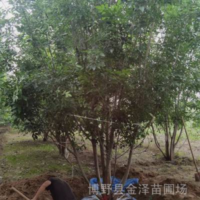 北京白蜡行情-12公分白蜡-详细解读-园林苗木-缓苗快