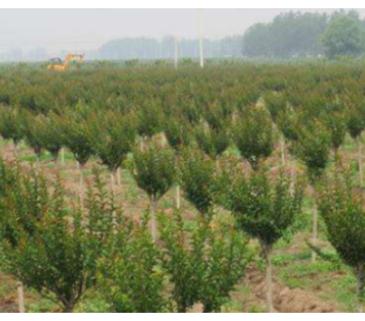 广州绿化带苗木批发多少钱 大岗美琳花木场供应