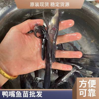 港发头批鸭嘴鱼水花 鱼苗鲜活 鸭嘴鲟苗 淡水观赏鲟鱼 空运汽运