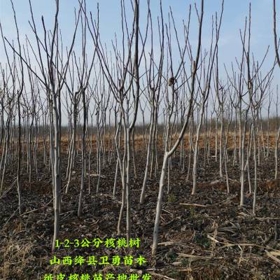 3公分嫁接核桃苗//哪里有卖+几年结果+产地价格