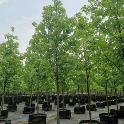 基地出售新品种自由人槭庆典220公分景区园林造景行道绿化防护树