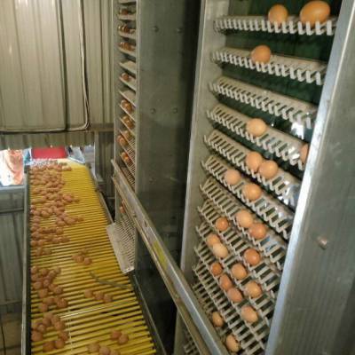 全自动集蛋机丨立式集蛋机丨捡蛋机丨鸡场集蛋设备厂家【银星】
