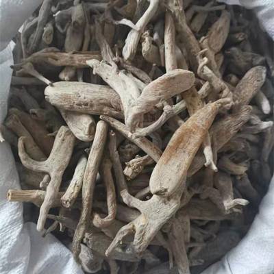 茉莉花根功效与作用 白丁香 八角枫根 威灵仙 甘松 甘遂 地牯牛 麝香*