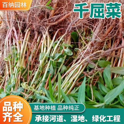 百纳 江苏绿化用工程苗 供应千屈菜 两年生千屈菜 老根千屈菜批发商