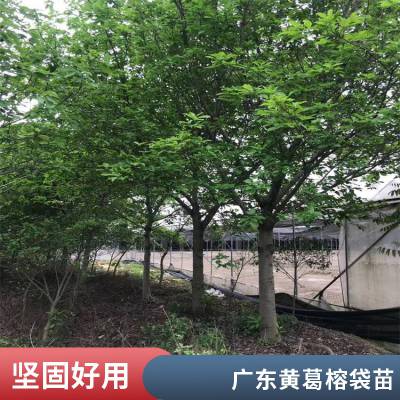 卓绿批发各种园林绿化树 大量供应黄葛榕和大叶榕假植苗8至35公分产地现货供应