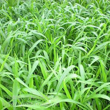 广东草种广东宽叶草宽叶雀稗易存活生长护坡绿化草籽