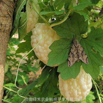 苹果苦瓜种子白苦瓜结果多特色食用瓜果高产厂家价格 推发网