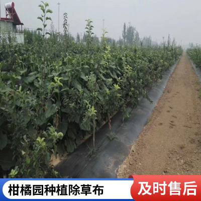 pe加厚防草布 农用防草布 润达苗圃防草地布使用图片