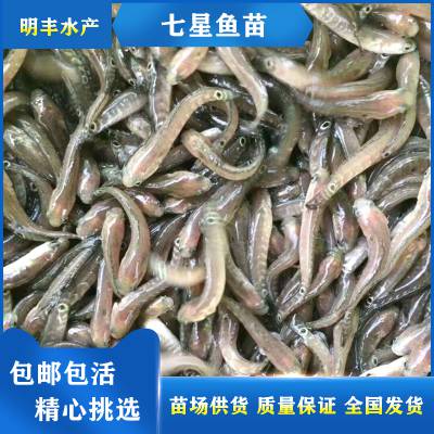 淡水养殖 4-8公分七星鱼 花星鱼鱼苗 港明水产出售