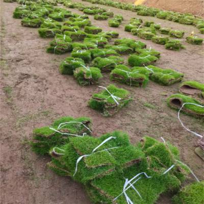 马尼拉草生产基地 九江绿化草皮 复绿工程草坪 叶色碧绿