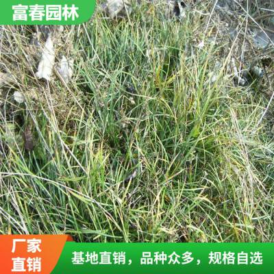 小叶麦冬四季常春草 基地种植 花坛花镜镶边绿化苗