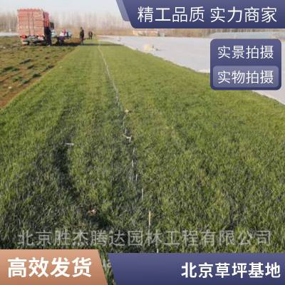 怀柔家庭庭院绿化施工家庭庭院设计高羊茅草坪草坪铺装