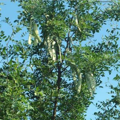 皂角树批发报价 10公分、11公分、12公分皂角树 15公分皂角树